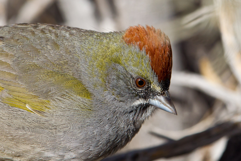 Green-tailed Towhee (Birds of Great Basin National Park) · iNaturalist