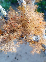 Teloschistes capensis