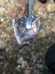 Charaxinae