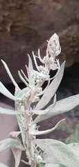 Chenopodium desiccatum