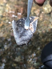 Charaxinae