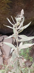 Chenopodium desiccatum