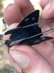 Charaxinae