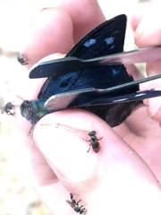 Charaxinae
