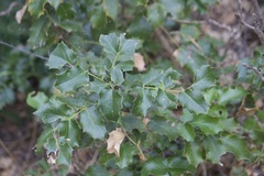 Berberis piperiana