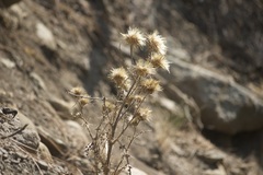 Cirsium andersonii