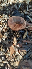 Lepiota haemorrhagica