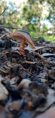 Lepiota haemorrhagica