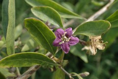 Magnoliopsida