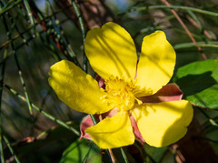 Hibbertia dentata