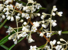 Logania albiflora