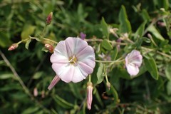 Convolvulus arvensis