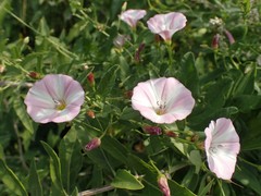 Convolvulus arvensis