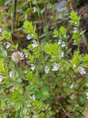 Euphrasia hirtella