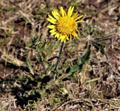 Berkheya decurrens