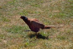 Phasianus colchicus