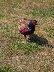Phasianus colchicus