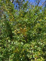 Prunus cerasifera