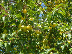 Prunus cerasifera