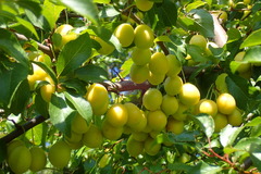Prunus cerasifera