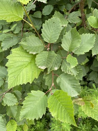 Joha (Alnus)