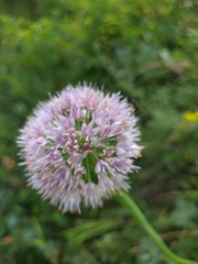Allium nutans