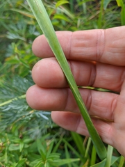 Allium nutans