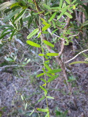 Jacquemontia havanensis