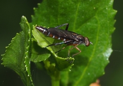Agapophytinae
