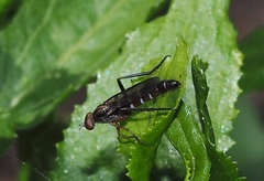 Agapophytinae
