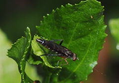 Agapophytinae