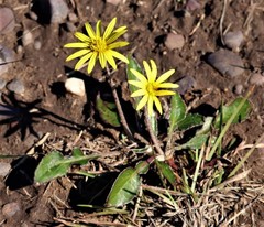 Haplocarpha lyrata
