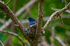 Terpsiphone viridis