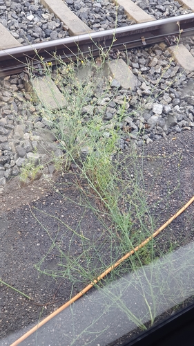 Chondrilla juncea iNat (3)