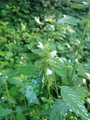 Galeopsis tetrahit