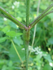 Galeopsis tetrahit