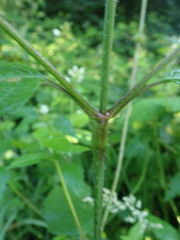 Galeopsis tetrahit