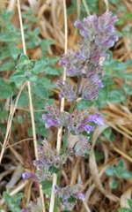Nepeta racemosa racemosa