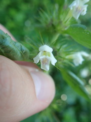 Galeopsis tetrahit