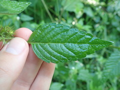Galeopsis tetrahit