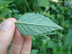 Galeopsis tetrahit