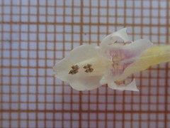 Galeopsis tetrahit