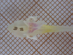 Galeopsis tetrahit