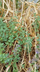 Nepeta racemosa racemosa