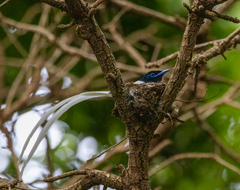 Terpsiphone viridis