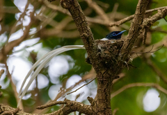Terpsiphone viridis