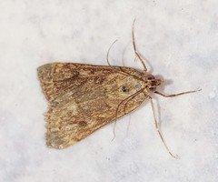 Achyra affinitalis