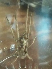 Afroneutria erythrochelis