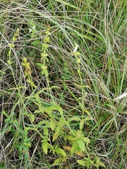 Stachys recta