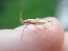Stenodema
